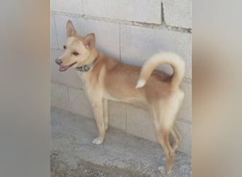 Nico , ein toller Familienhund