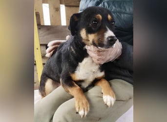 Franjo sucht warmes & liebevolles Zuhause