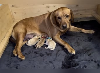 Labrador Retriever Welpen, 2 Hündinnen, gelb, reinrassig, Ahnenpass uvm.