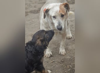 KAYA - süße Kuschelmaus sucht ein Zuhause