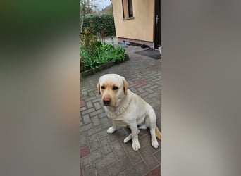 Labrador-Mix Welpen