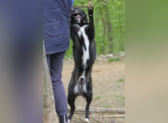 Freundlicher LEWI ist ein absoluter Gute-Laune-Hund