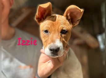 Izzie geb. 02/2025 (ESP) - aufgeschlossene, clevere Bodeguero-Mix Welpin!