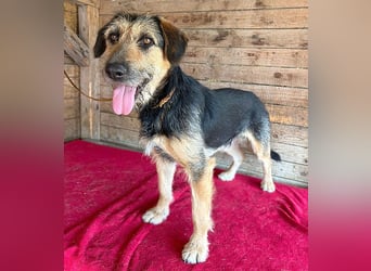 ❤️ superlieber Familienhund MATYI - 2 Jahre, 50cm/20kg - Schnauzer-Mix