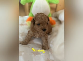 Maltipoo Welpen