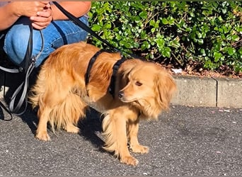 Bolota, Mix Dackel / Spaniel, noch schüchtern und ängstlich