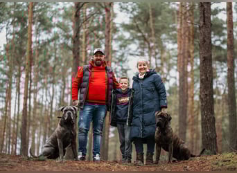 Wir erwarten Cane Corso Italiano Welpen