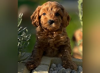 Exklusive Maltipoo Welpen im Red Apricot in Liebevolle Hände abzugeben Malteser/Pudel