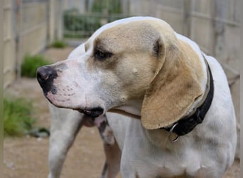 Remo – Pointer Mischling auf der Suche nach seinem Glück
