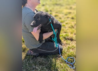 Thyson, geboren 04.2024, 50cm sucht sein Glück