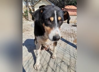 Sanfte, liebe Alexa sucht ruhiges Zuhause