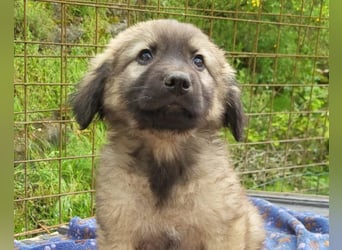 Romeo ❤️ verspielter, verträglicher Bub!