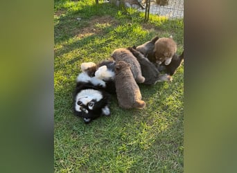 Zauberhafte Pomsky Welpen suchen ihr neues Zuhause! (ab 22.05.2025)