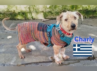 Charly,geb.09/22,freundlicher Terrier-Mix sucht seine Familie