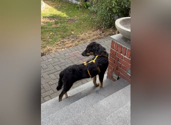 Otto: unkomplizierter, verschmuster Welpenbub