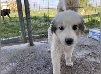 Louie – ein kleiner Schatz sucht seine Menschen