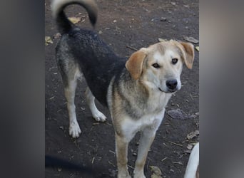 Ciri, geb. ca. 05/2024, lebt in GRIECHENLAND, im städt. Tierheim Serres