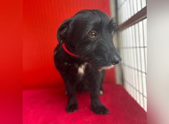 (R) kleiner Herzensbrecher KIKO - 2,5 Jahre, 30cm/8,5kg - Schnauzuer-Mix