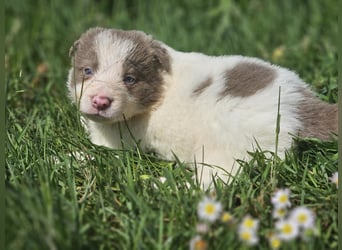 Border Collie Welpen -  Rüden und Hündin