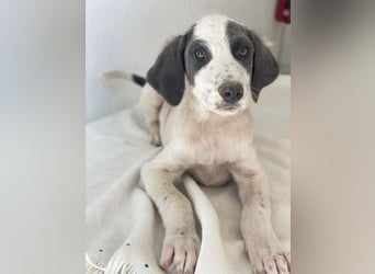 Donar, geb. ca. 03/2025, lebt in GRIECHENLAND, im städt. Tierheim Serres
