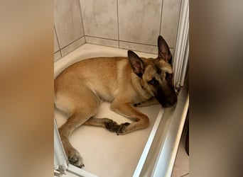Renzo, Neugierig, verschmust und schon in Deutschland