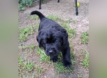 Labrador Welpen mit Ahnentafel