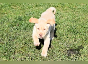 Acht reinrassige Labrador Welpen auf dem Weg in ihr neues Leben...