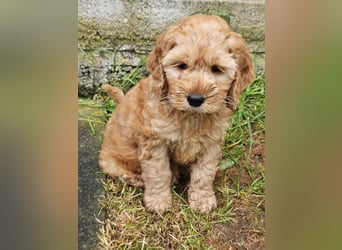 Cockapoo Welpen
