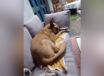 Sanfter Riese Venya❤️auf der Suche nach seinem Für-Immer-Zuhause