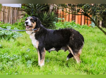 Kathy, Mix Border Collie / Griffon, lieb und sozial