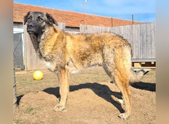 Bruno