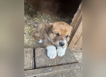 Labrador x Rhodesien Ridgeback Welpen