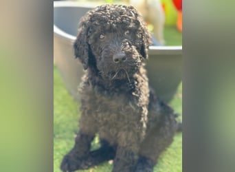Goldendoodle F1b