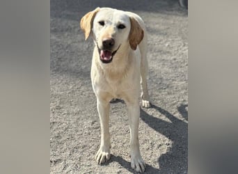 Zuckersüße Labi-Mix-Schnute ♥Chica♥ wartet schon darauf von dir gesehen zu werden