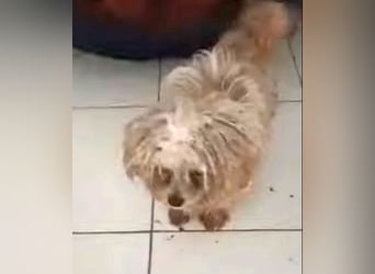 Snoopy - freundlicher, aktiver, verspielter Maltester-Mix Rüde / ab 10.05.25 auf PS in Brakel