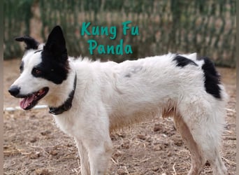 Kung Fu Panda 02/2023 (ESP) - verspielter & verträglicher, junger Border Collie Mix!