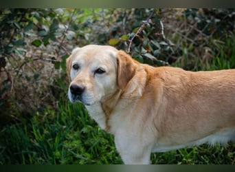 Sam - treuer Labrador-Mix sucht neues Glück! Zuhause oder Pflegestelle zum 24.05.2025 gesucht!
