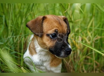 Jack Russell Terrier Welpe (Rüde) abzugeben!