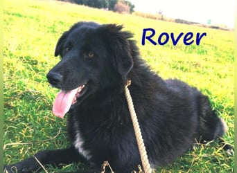 Rover 04/2024 (GRC) - ruhiger, geselliger und liebenswerter Junghund!