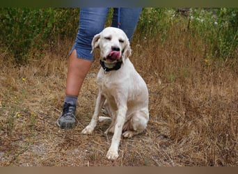 Marcel,  Setter-Mix, lieb und sozial