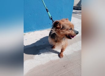 Tara, sucht mit ihrem Freund Tobby ein Zuhause