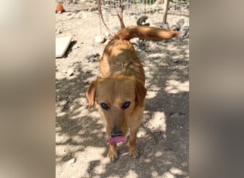 Kuckuck, wer schenkt Traumhund OLIVER ein liebevolles Zuhause?