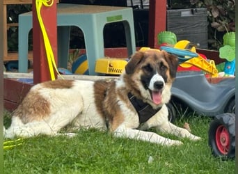 Anka - wo darf ich Zuhause sein?