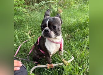 Venus - Klein, klug, kuschelig: Boston Terrier Lady auf der Suche nach Liebe ❤️