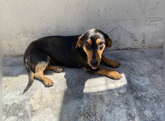 Biscuit
