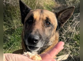 Karl ❤️ ruhig, gehorsamer Malinois-Mix