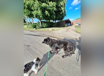 Kuschelbär sucht seine Menschen