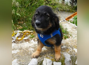 Gobi sucht ein Zuhause