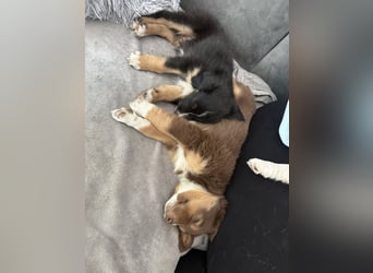 Mini Australien Shepherd Welpen suchen Traumzuhause