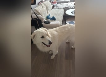 4 Junghunde suchen noch ein liebevolles und schönes Zuhause
